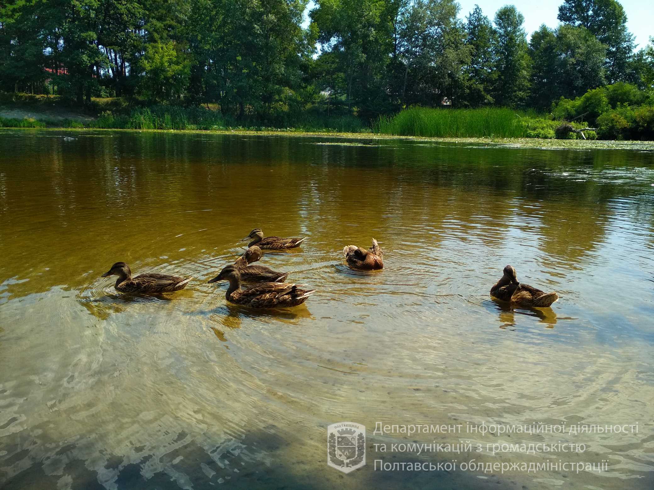 Вірусу гепатиту А в пробах води в Полтаві не виявили
